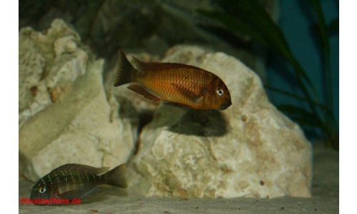 Tropheus golden kazumba